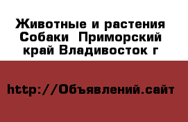 Животные и растения Собаки. Приморский край,Владивосток г.